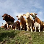 Schranbachhof * Maria Alm am Steinernen Meer
