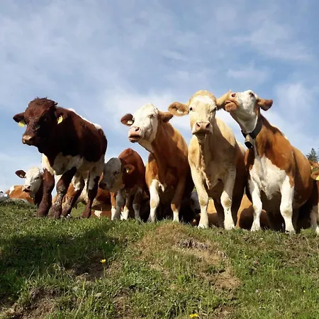 Schranbachhof * Maria Alm am Steinernen Meer