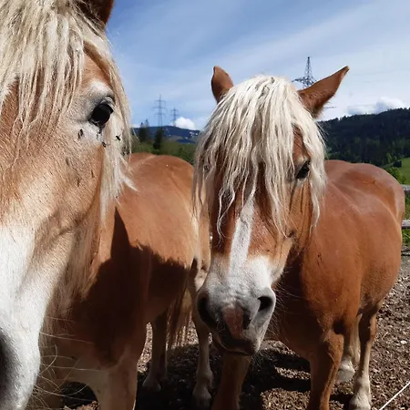 Séjour à la ferme Schranbachhof Maria Alm