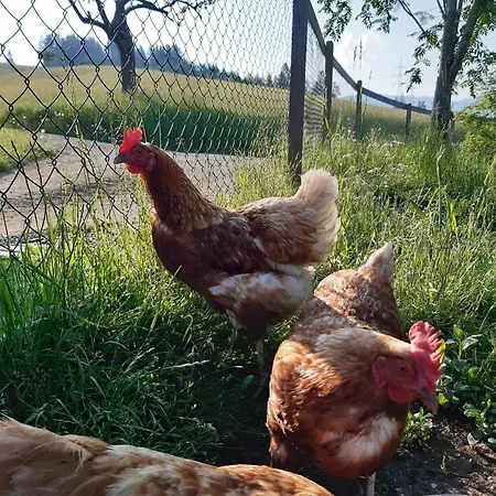 Κατάλυμα σε φάρμα Schranbachhof